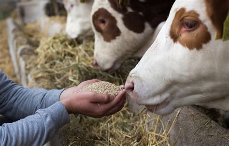 Do Most Agriculture Farms Feed Animals First